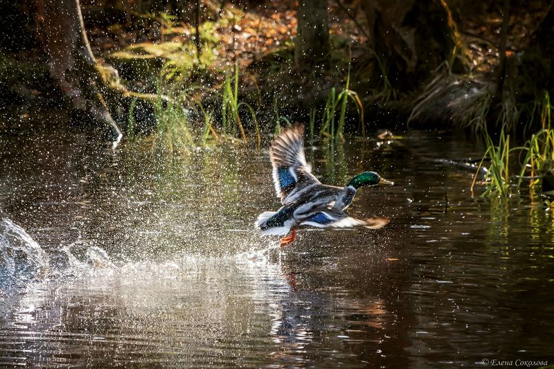 утка, кряква, озеро, осень, кряква в полете, птицы К полету готов!photo preview