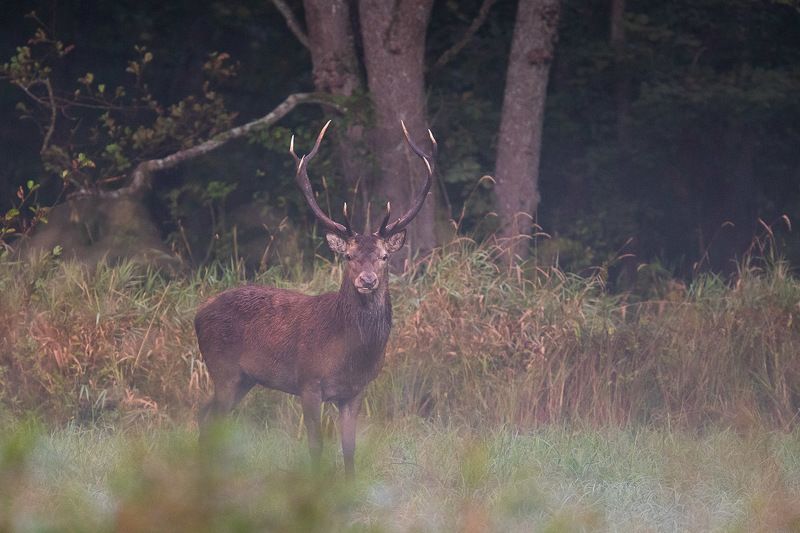 las,przyroda,białowieza,ssaki,jeleń,fauna,natura Jeleńphoto preview