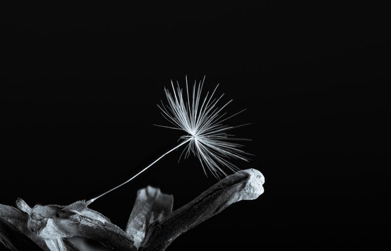 Свободаphoto preview