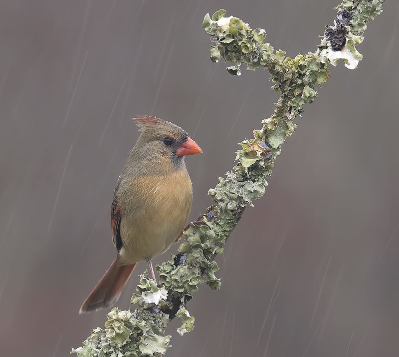 красный кардинал, northern cardinal, cardinal,кардинал,дождь Northern Cardinal female - Красный кардинал, самка фото превью