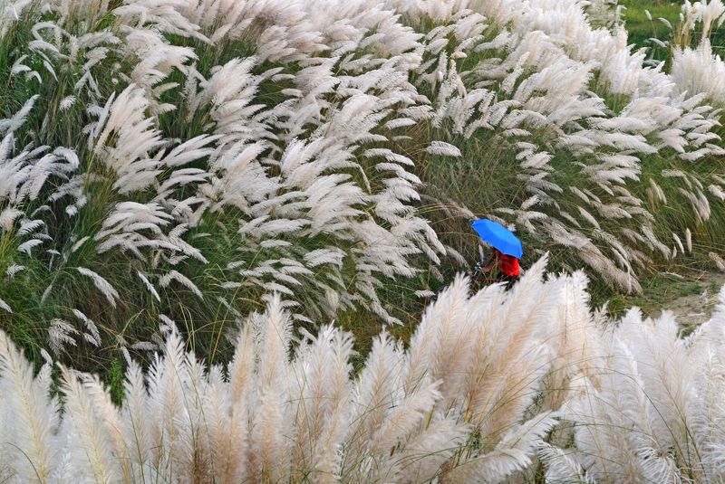 man, cyclist, driving, white, catkin, flowers,  THROUGH THE WHITE photo preview