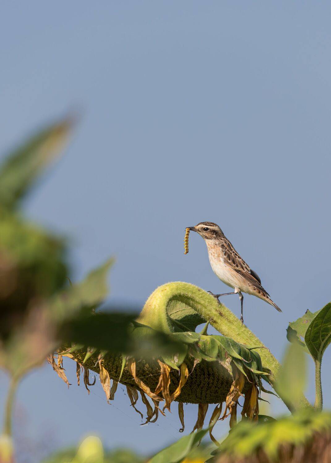 С добычей. Автор: Алексей Рыльский луговой, чекан, Алексей Рыльский