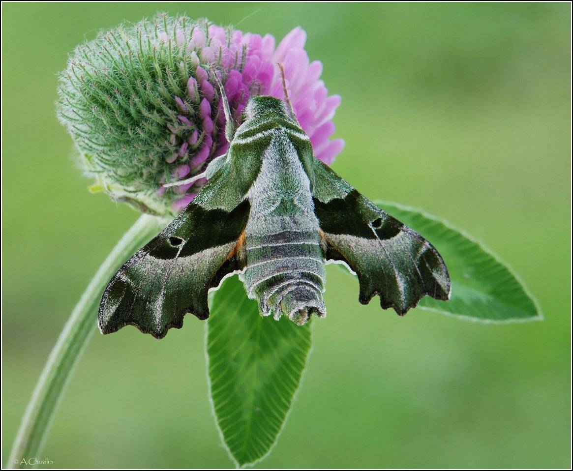 Прозерпина. Автор: Александр Чувилин , Александр Чувилин