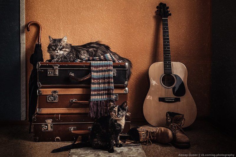 boots, cat, guitar, scarf, still life, suitcase, umbrella Cat storyphoto preview
