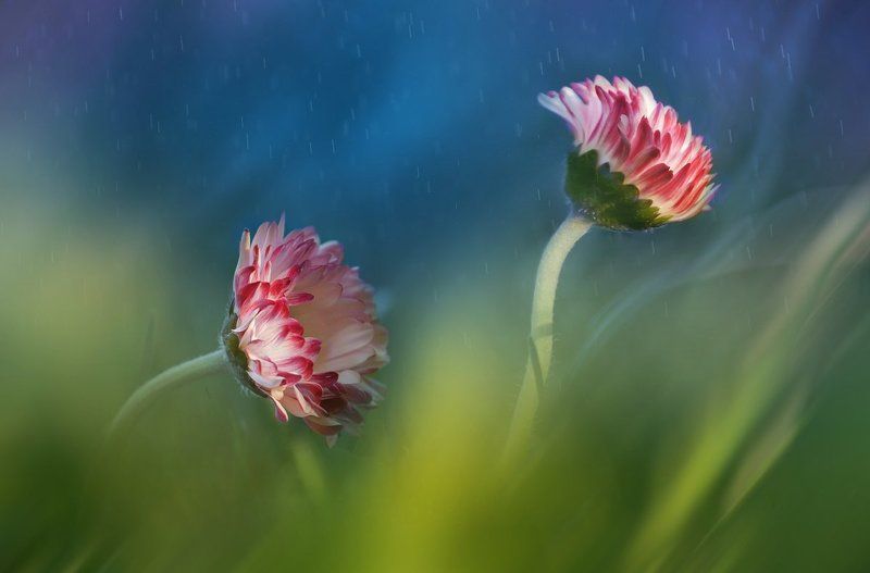 Танцы под дождемphoto preview