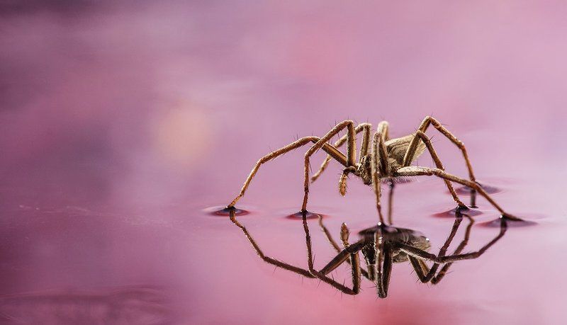 Розовая влага.photo preview