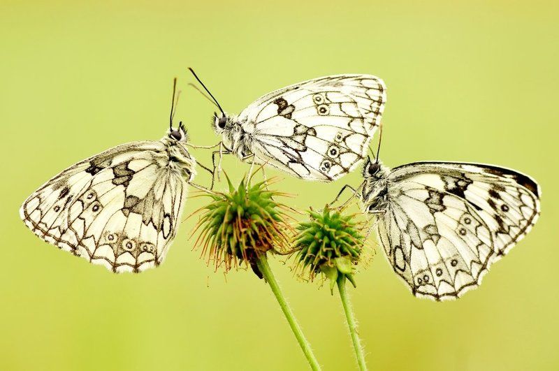 The Last of the trio ... фото превью