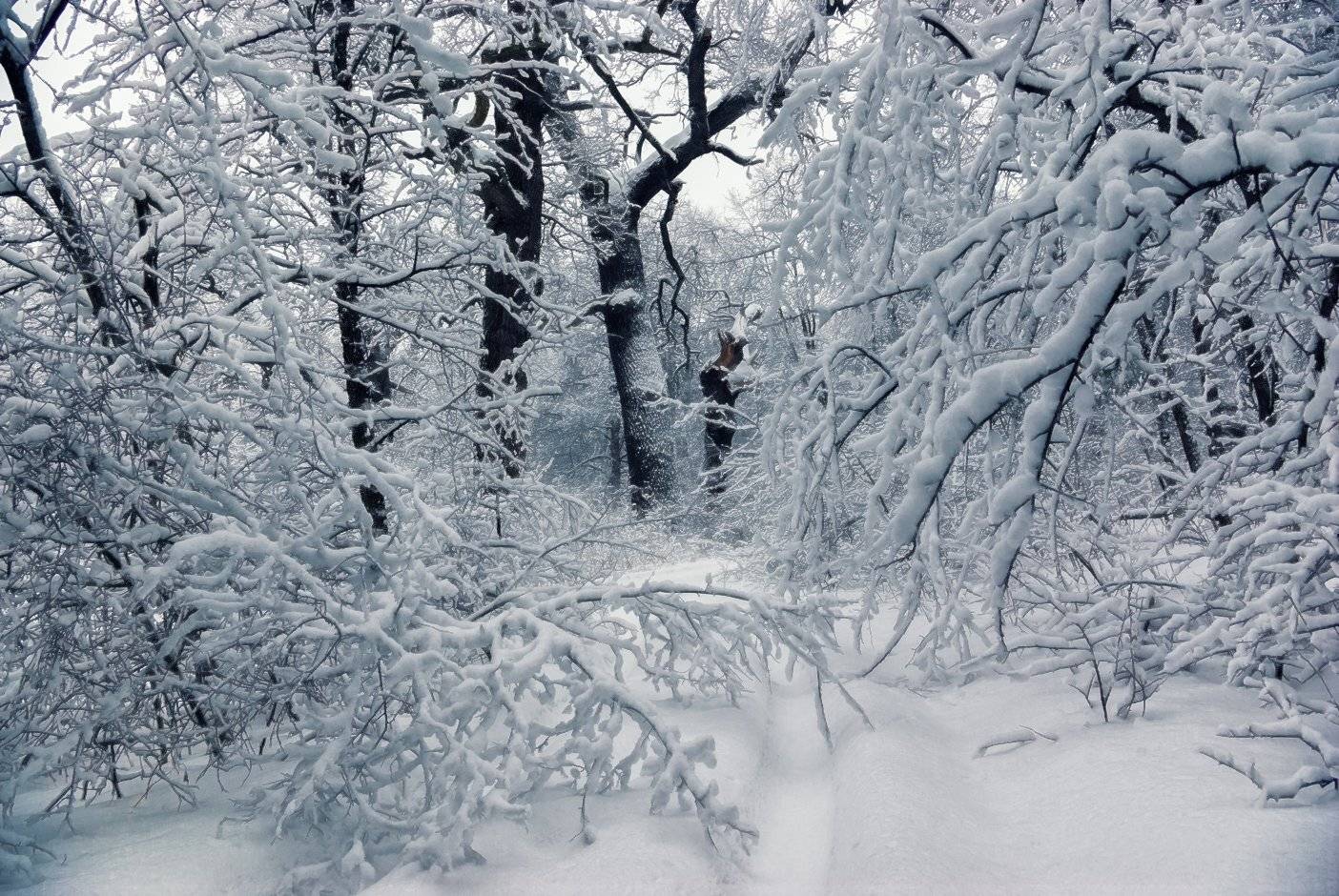 , Игорь Мелекесцев