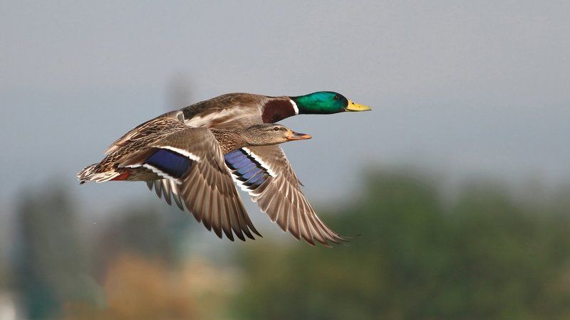 400mm, 7D, Animals, Birds, Mallard, Животные, Птицы, Утки В путь..photo preview
