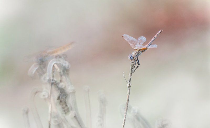 Вспоминая лето.photo preview