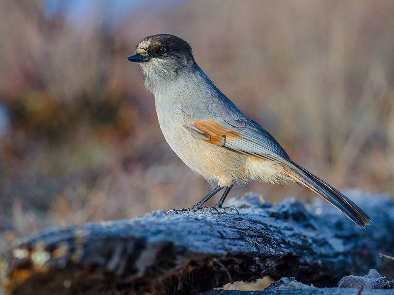 Кукшиphoto preview