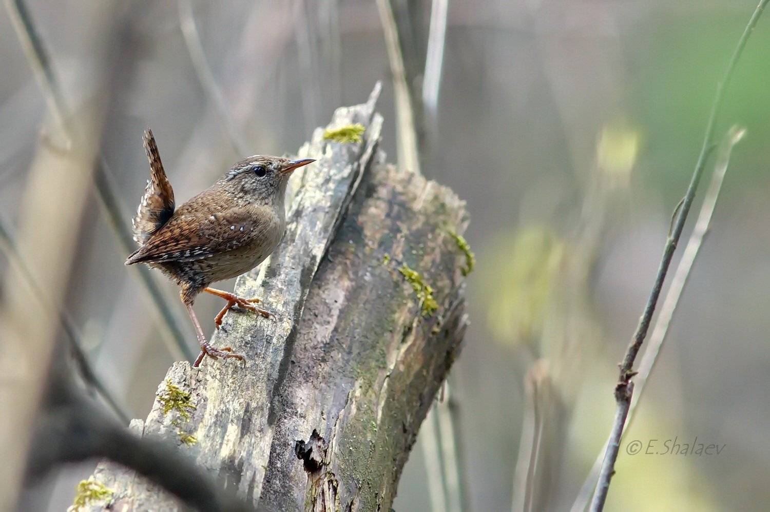 Eurasian wren ,Обыкновенный крапивник - Troglodytes troglodytes. Автор: Евгений Birds, Eurasian wren, Troglodytes troglodytes, Крапивник, Обыкновенный крапивник, Птица, Птицы, Фотоохота, Евгений