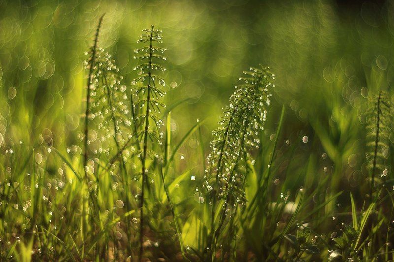 лето, природа, роса Солнечным утромphoto preview