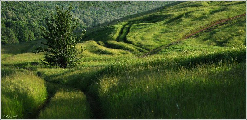 Летние дорожкиphoto preview