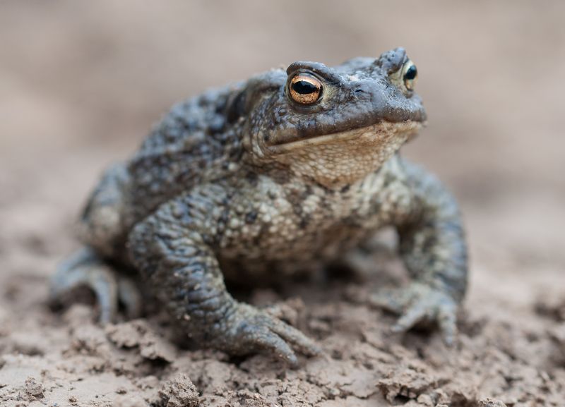 Дракон Жабphoto preview