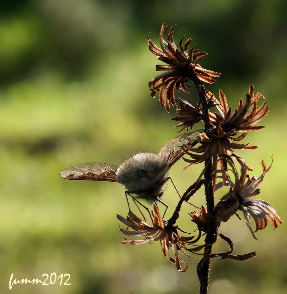 НЕВЕЖДА. ЖУЖЖАЛО.. Автор: Игорь ФУММ , Игорь ФУММ