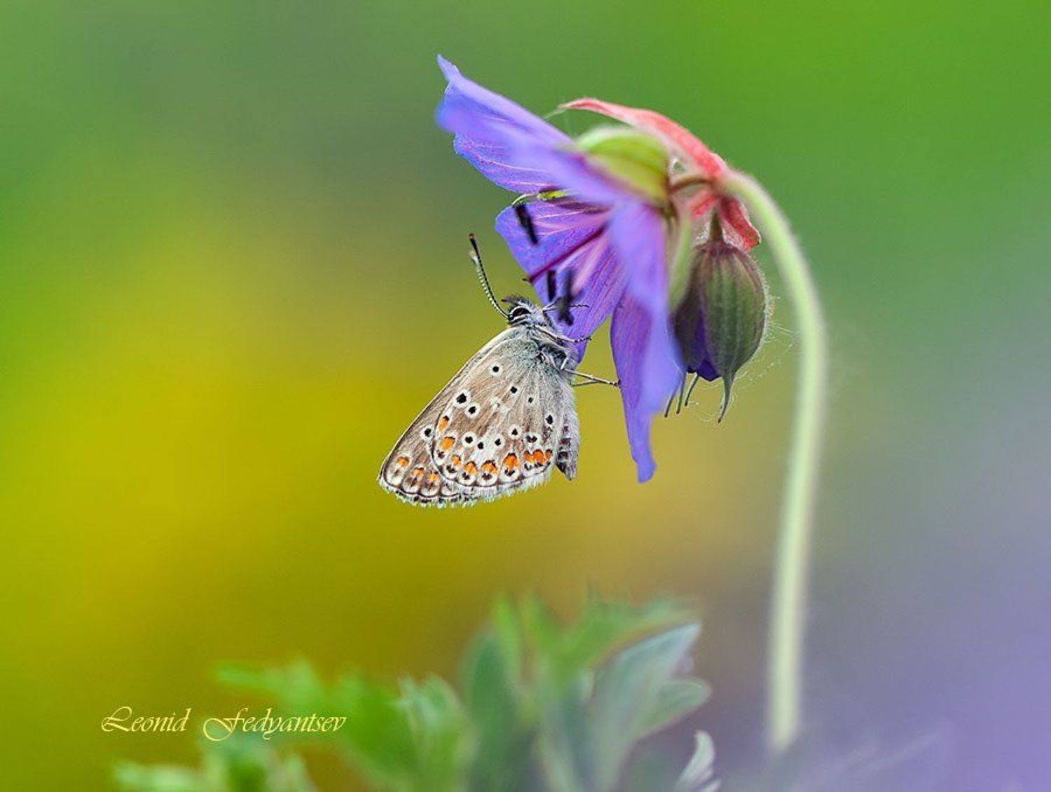 Blues, Butterfly, Бабочка, Герань луговая, Голубянка, Leonid Fedyantsev