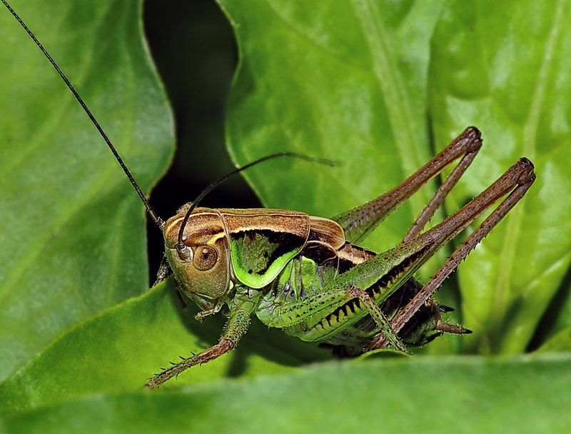 Музыкант ...photo preview