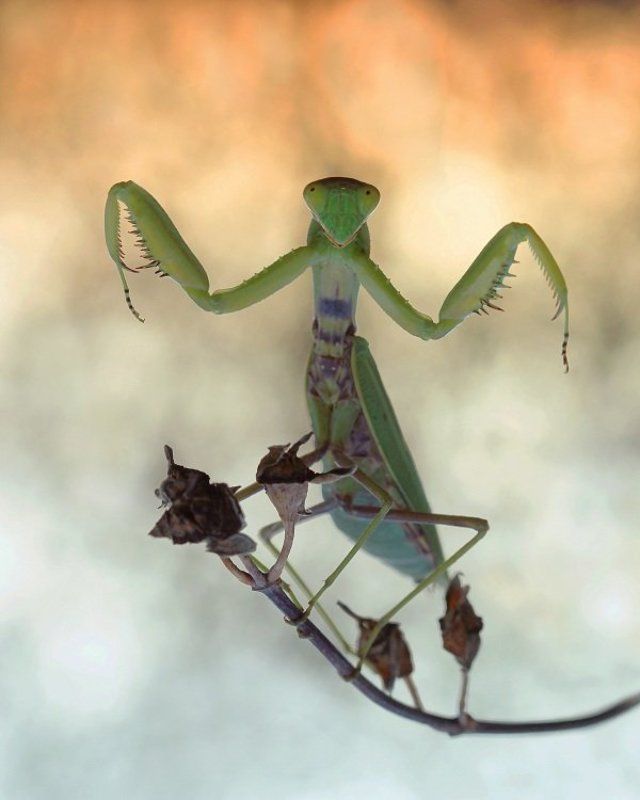 Боевая стойкаphoto preview