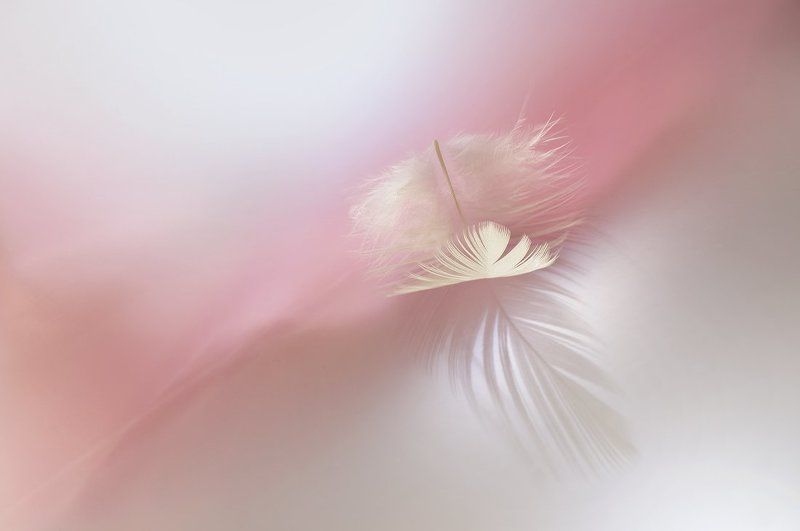 Ни пуха ни пераphoto preview