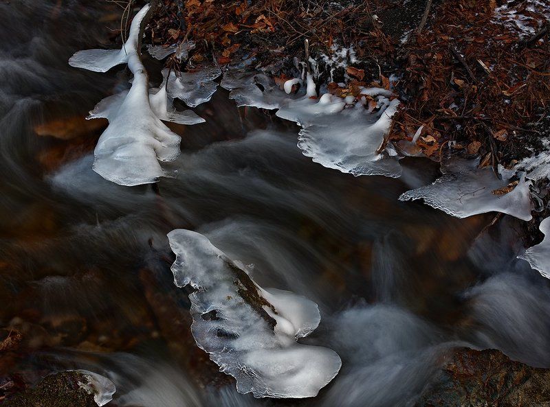 The ice dolphinphoto preview