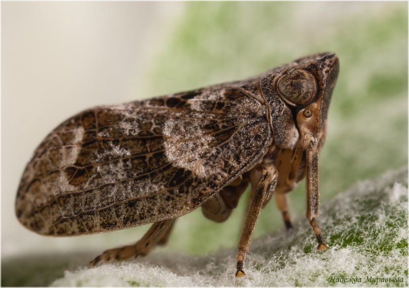 Agalmatium flavescens, Issidae, Цикада Нечтоphoto preview