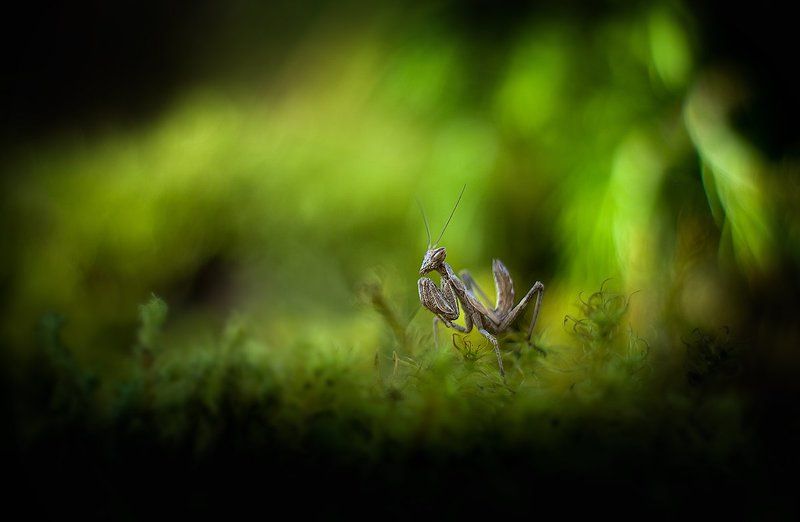 Зеленый вечер.photo preview