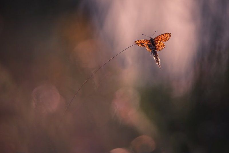 Где то в августовских травах.photo preview