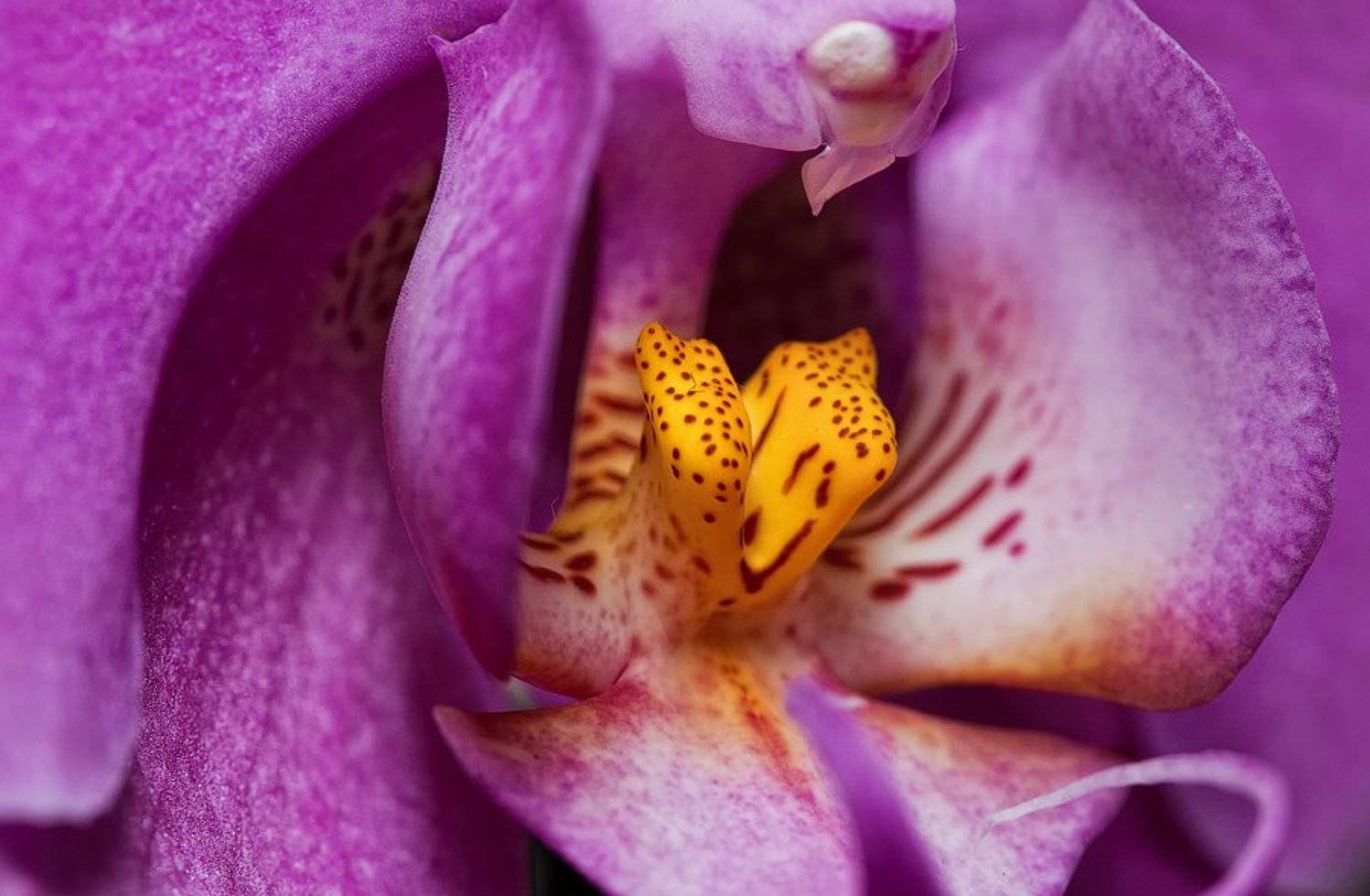 -- V --. Автор: Александр Демин , Александр Демин