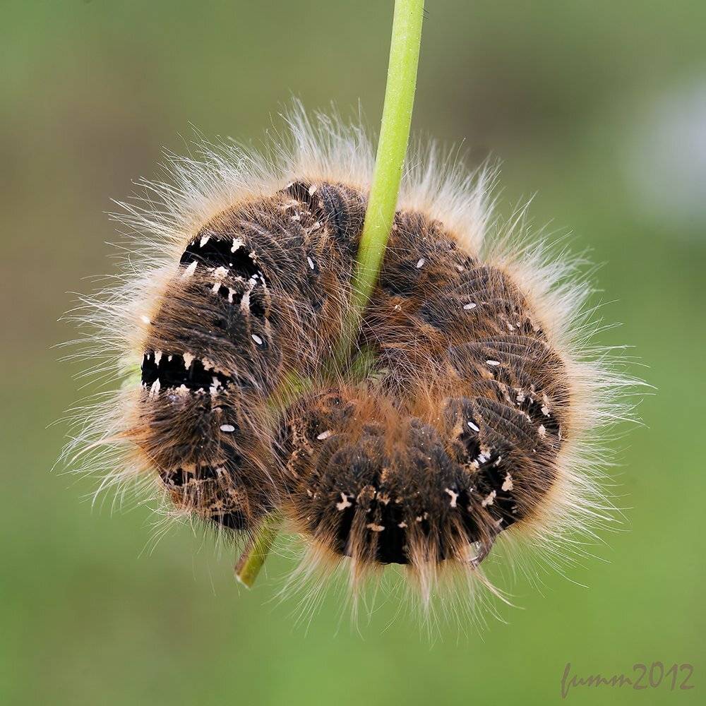 КАЛАЧИК. ГУСЕНИЦА.. Автор: Игорь ФУММ , Игорь ФУММ