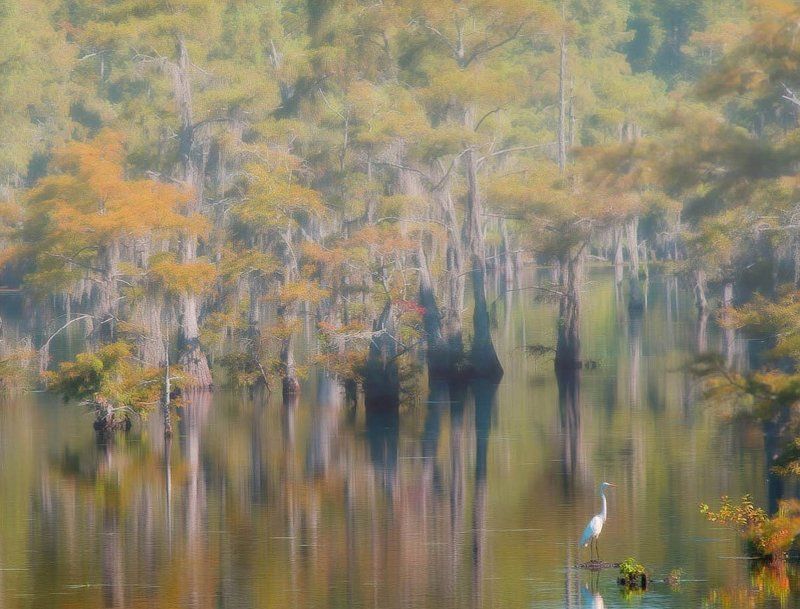 black bayou lake, usa, болота, лес, сша Болота - Black Bayou Lake фото превью