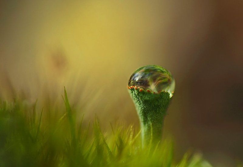 чашкаphoto preview