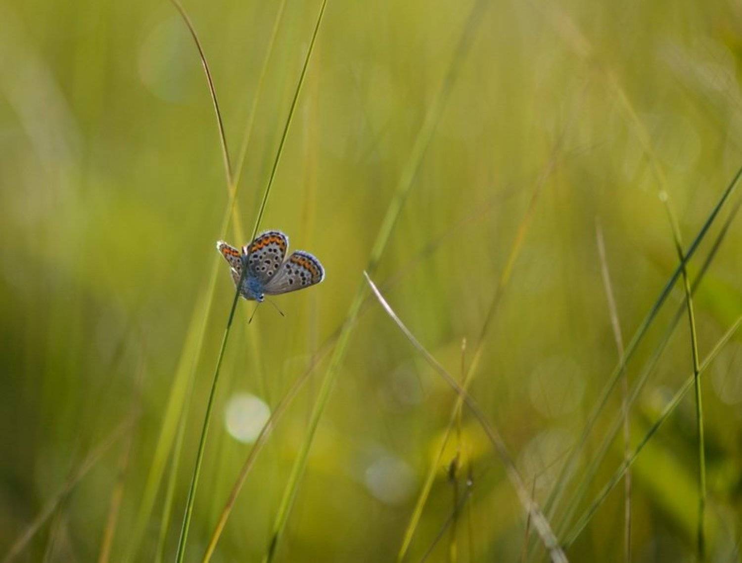 , Марина Мищенко