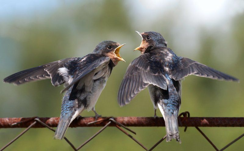 Дуэтphoto preview