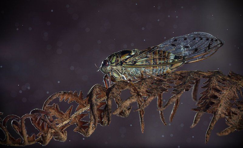 Очень громкие соседи!photo preview