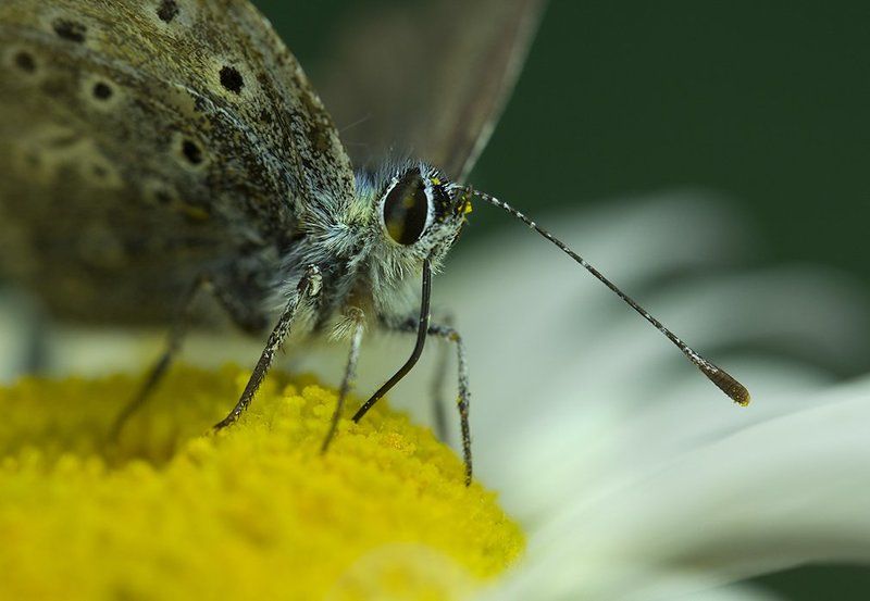 Несколько глотков летаphoto preview