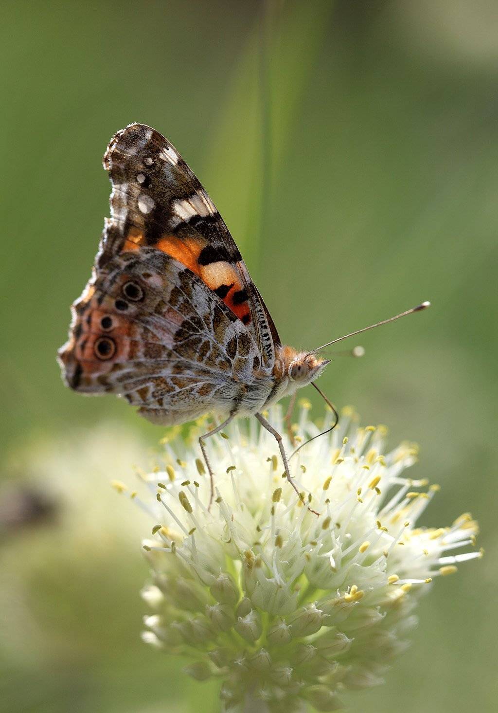 , Сергей Таланов