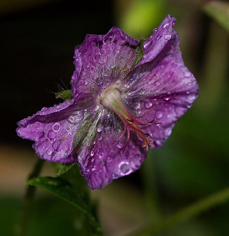 Дождь покапал и прошел ...photo preview