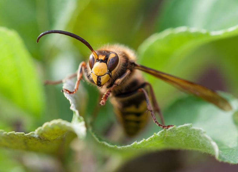 Боецphoto preview