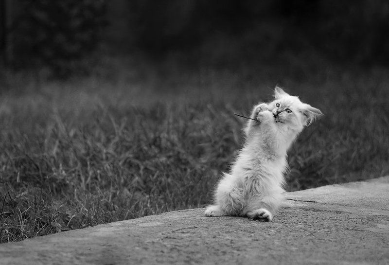 Про белую кошкуphoto preview