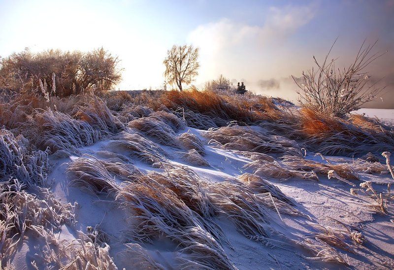 Травы дневные...травы замерзшие... фото превью