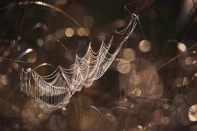 И в третий раз забросил старик невод...photo preview