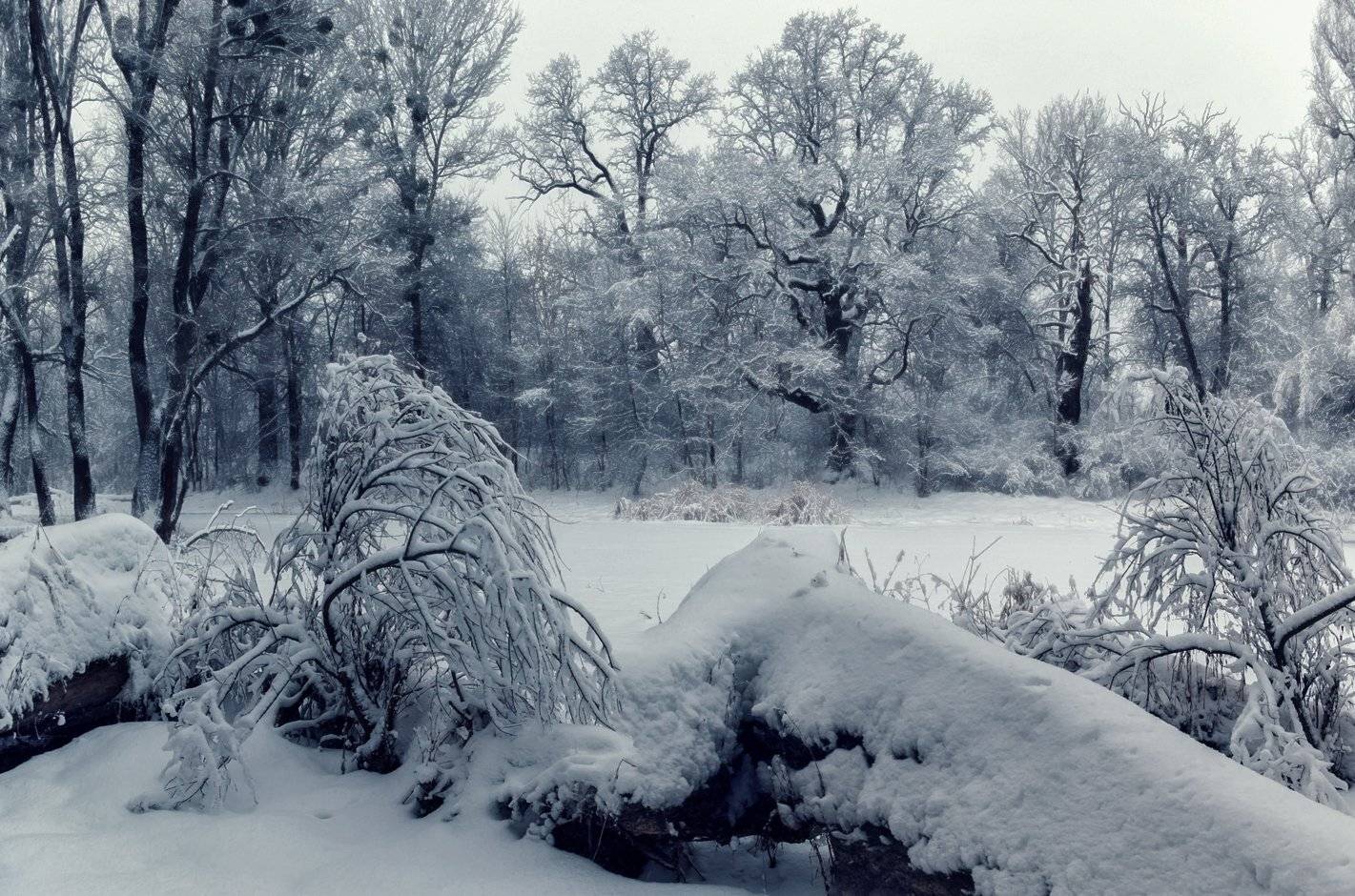 Зимняя заснеженная.... Автор: Игорь Мелекесцев , Игорь Мелекесцев