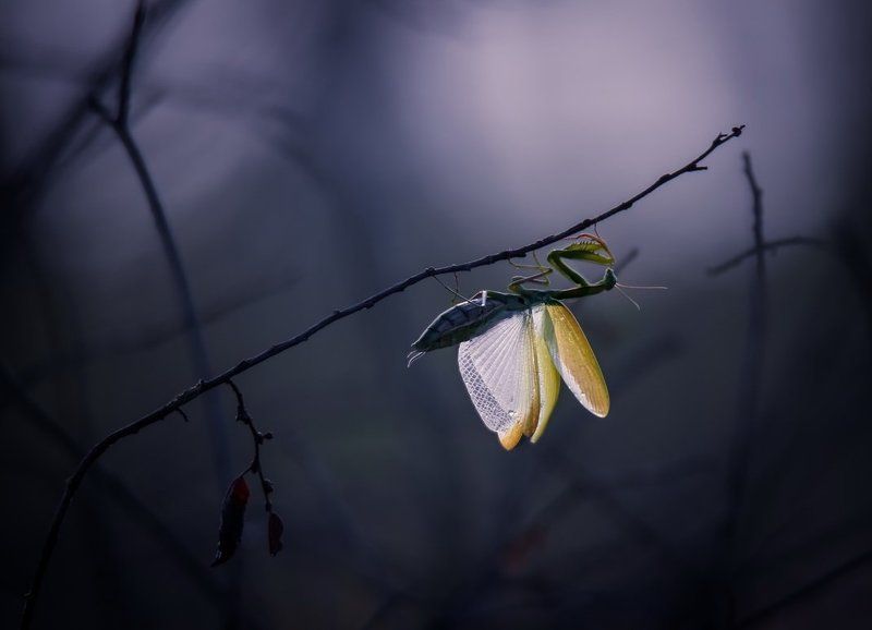 Вдох глубокий,крылья шире...photo preview