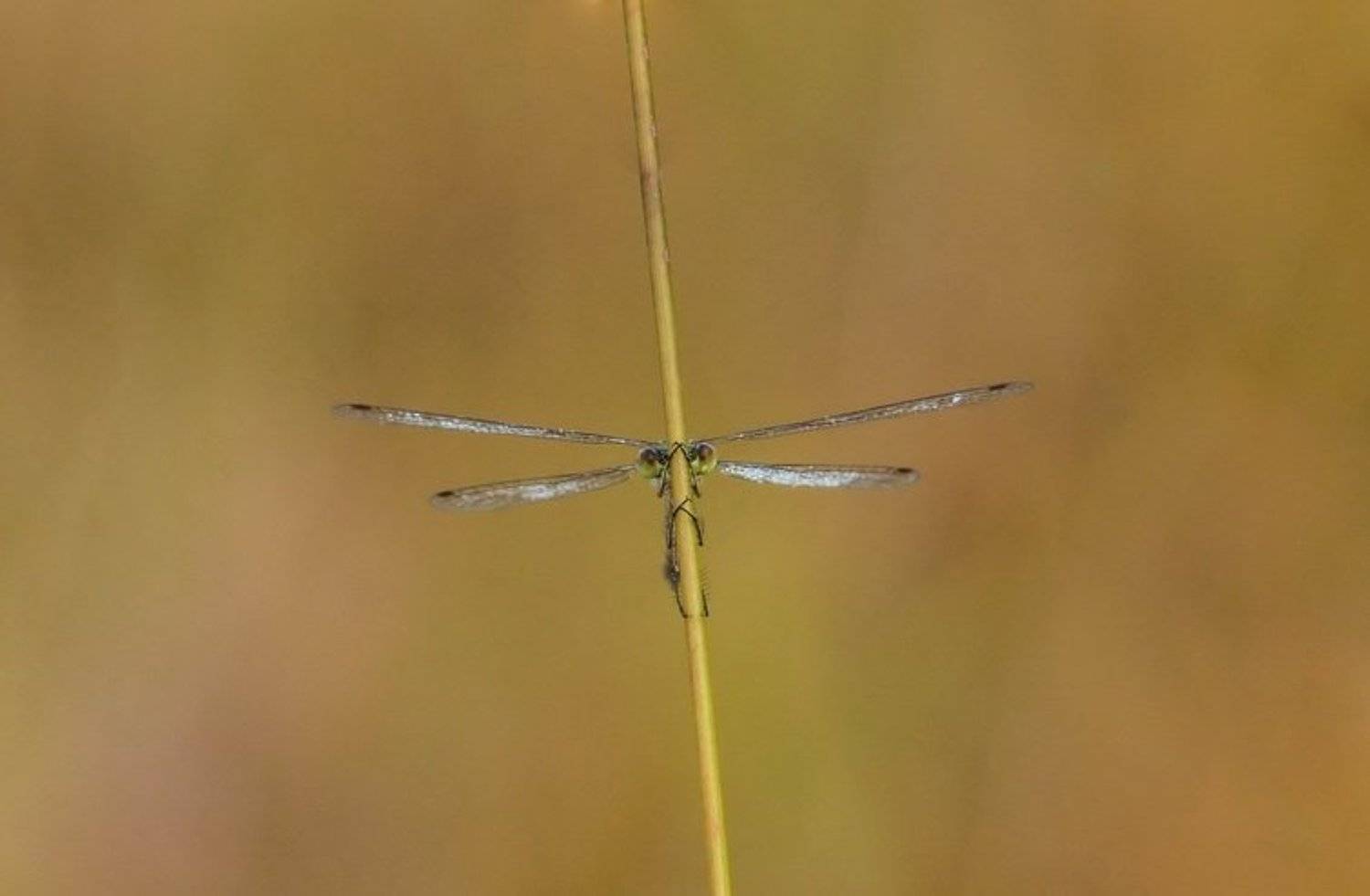 Спряталась. Автор: Марина Мищенко , Марина Мищенко