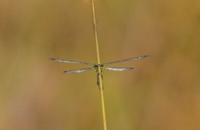 Спряталасьphoto preview