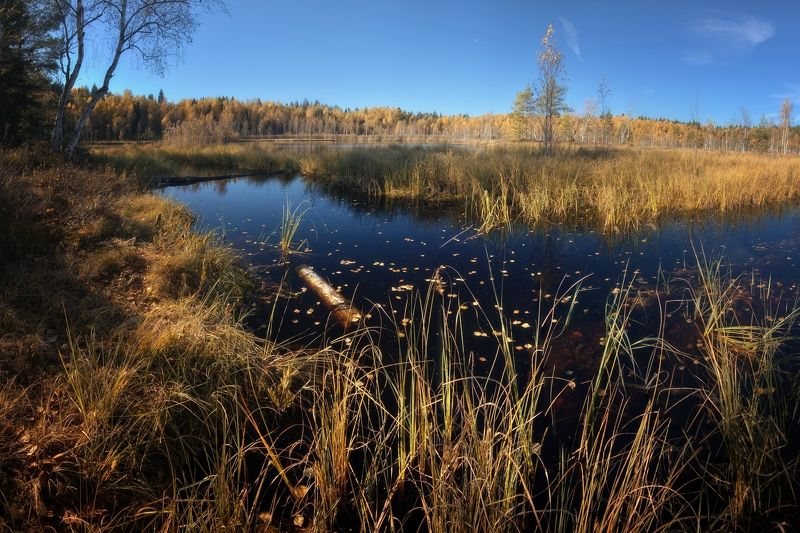 На лесном болотеphoto preview