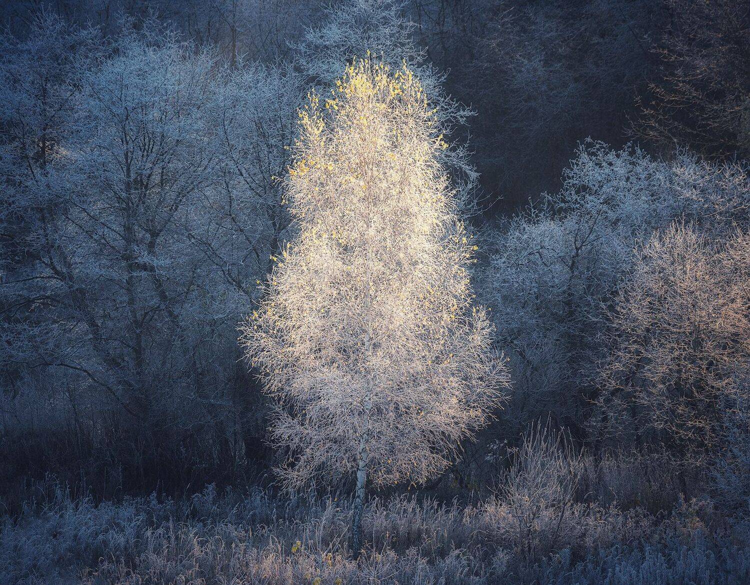осень, пейзаж, иней, берёза, Левыкин Виталий