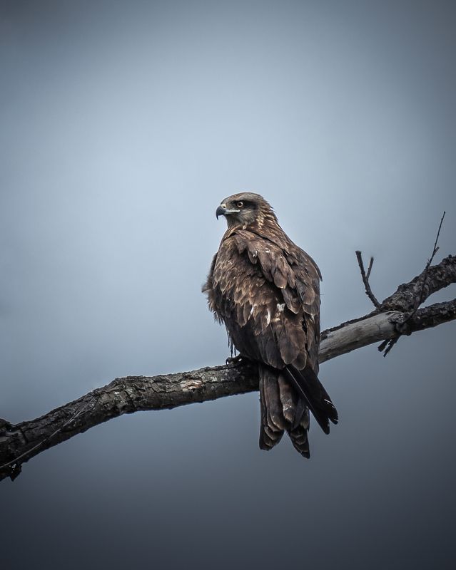 Дозор…  Watch…photo preview