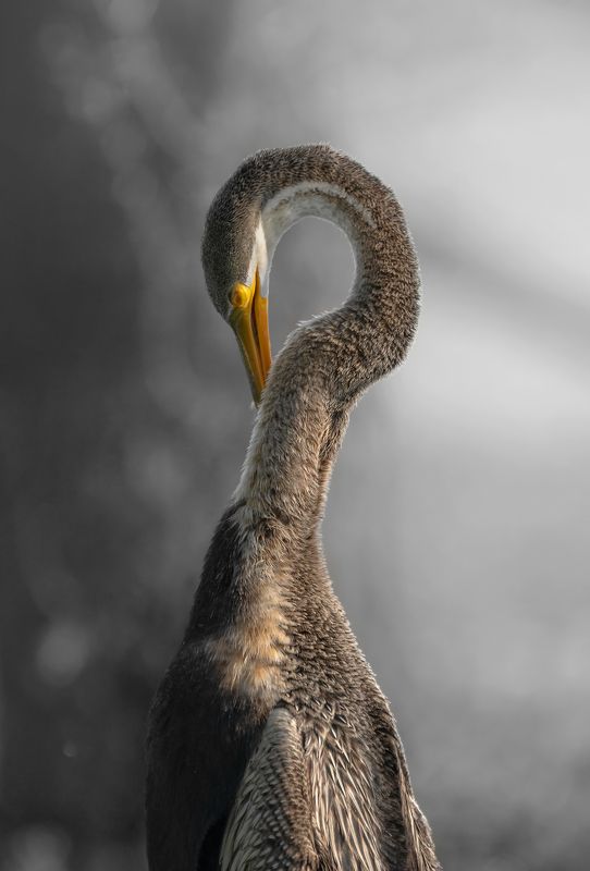 wildlife ? At in Nature ?photo preview